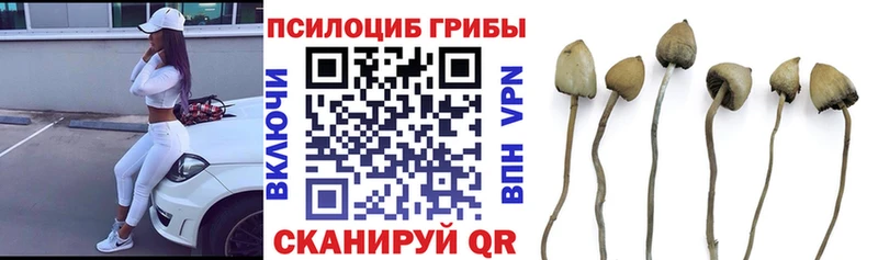 Галлюциногенные грибы Psilocybe  закладка  гидра ONION  Болхов 